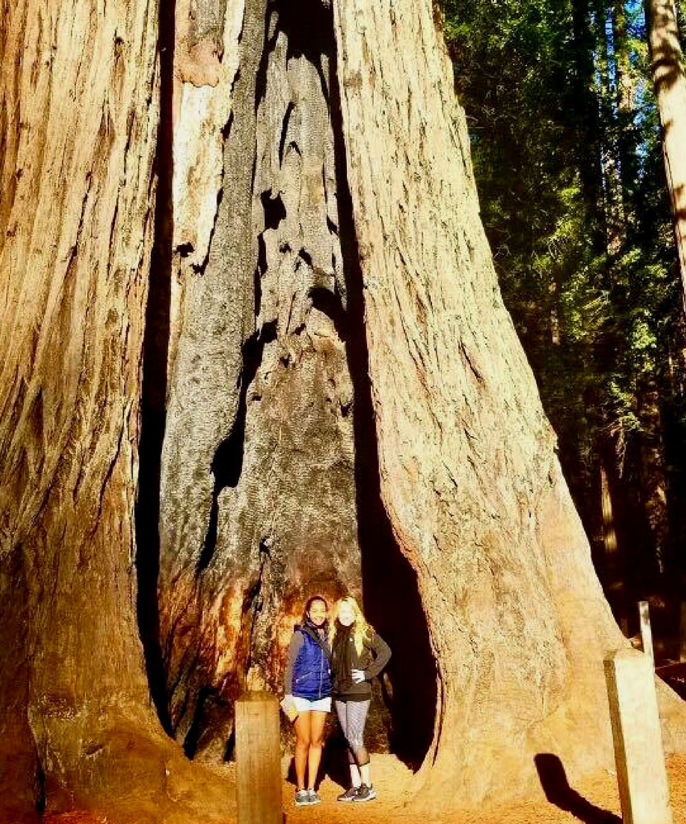Arbor Day Guide For Traveling Nurses