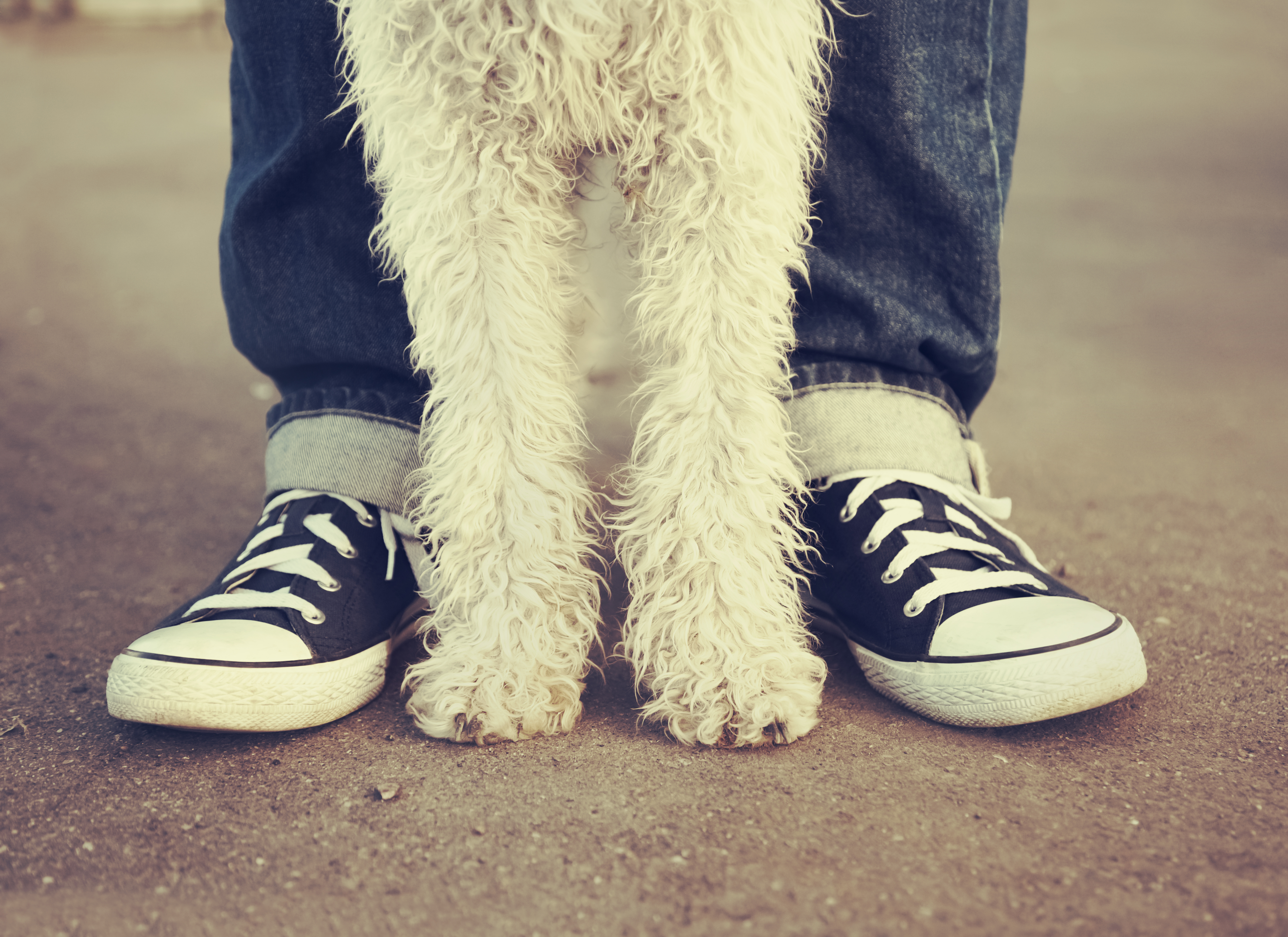 The Perks and Possibilities with Pets on the Move