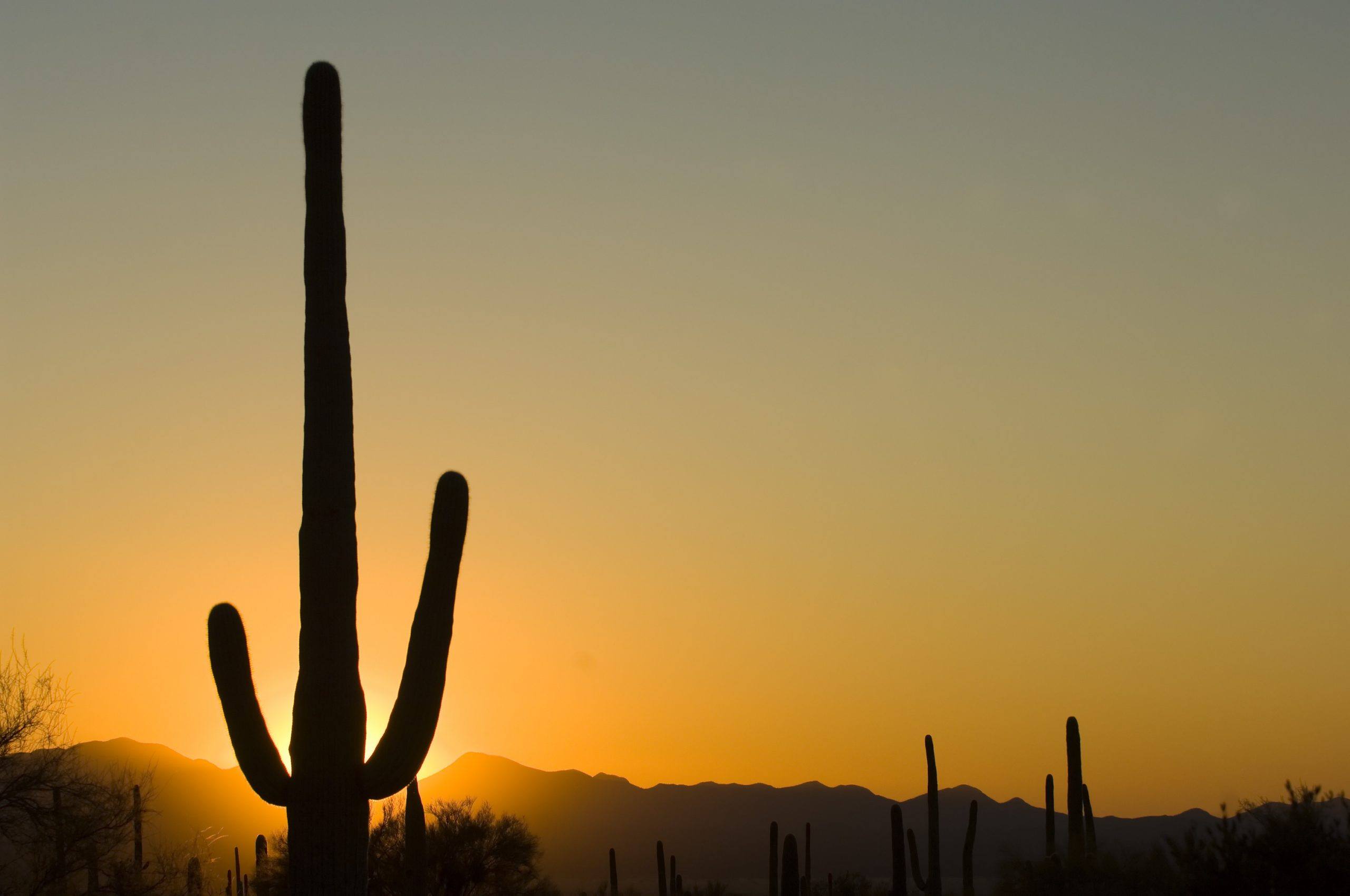 Waking Up in Phoenix, Arizona