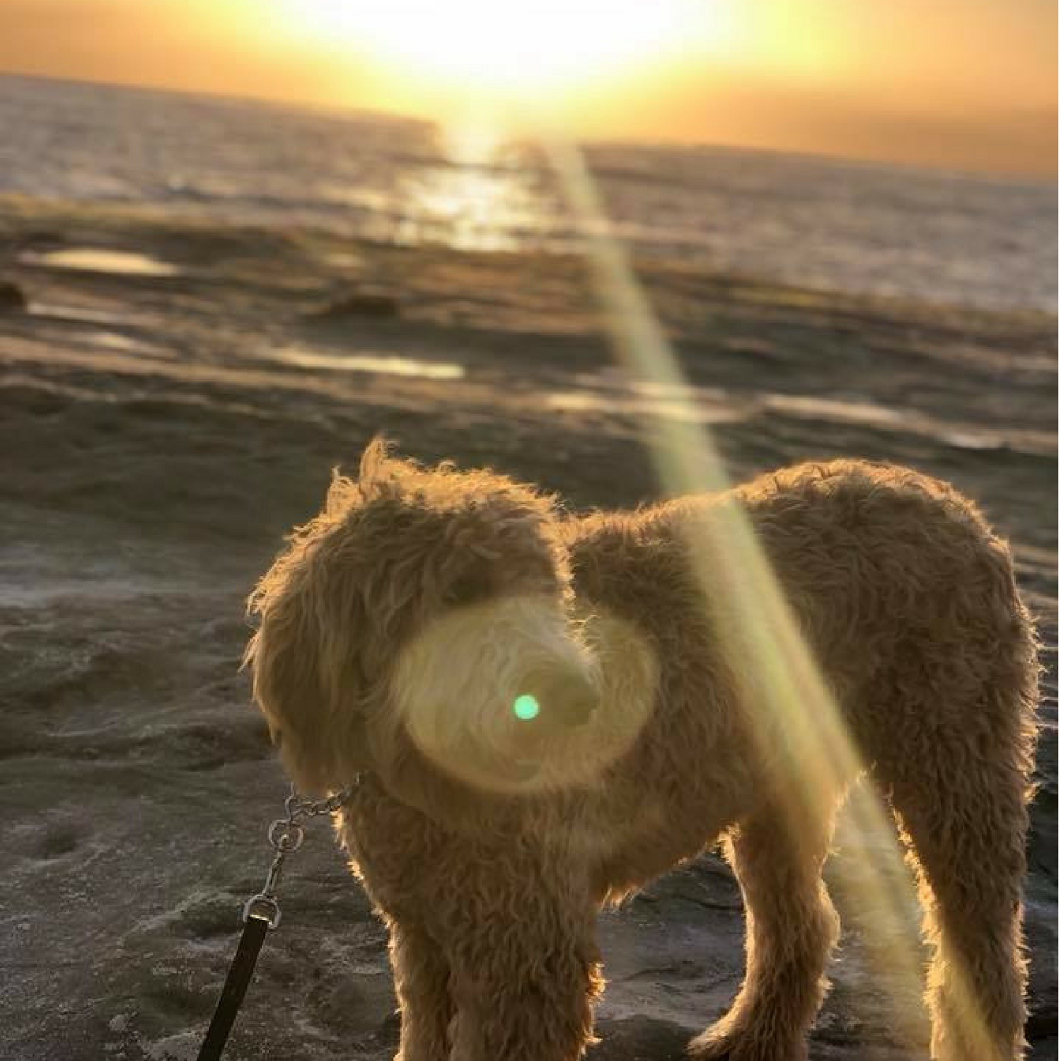 20 Pet-Friendly Cities for Gypsy Dogs