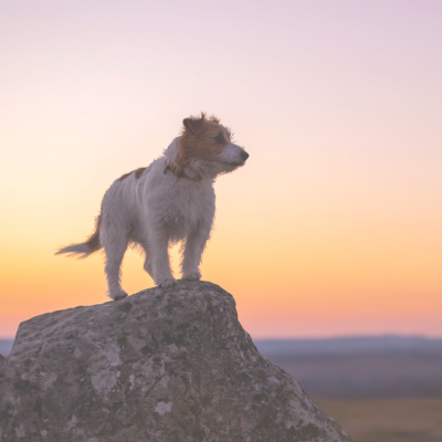 travel nursing with pets