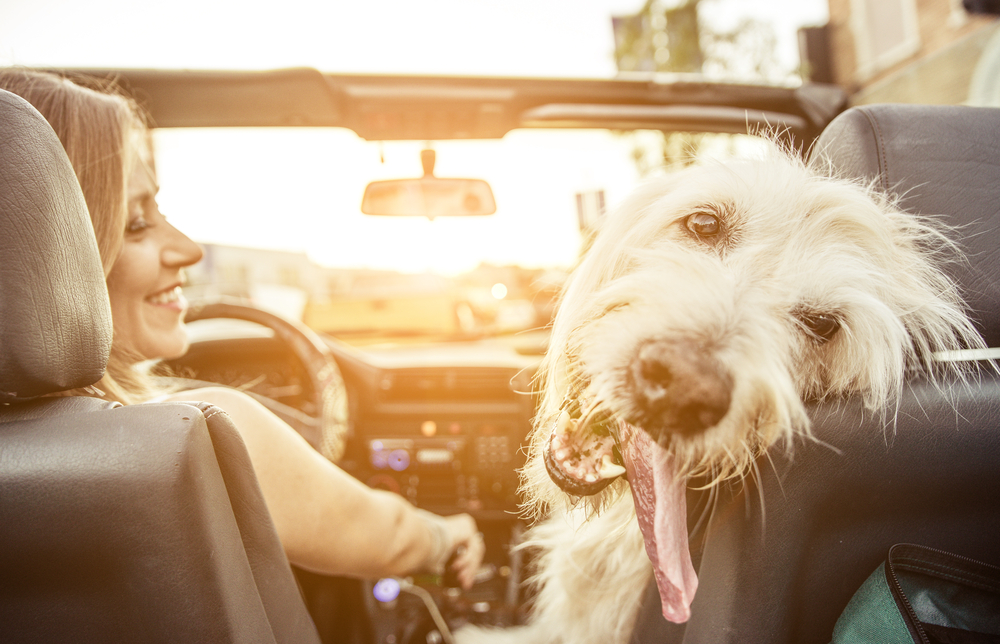 Traveling with Your Cat or Dog