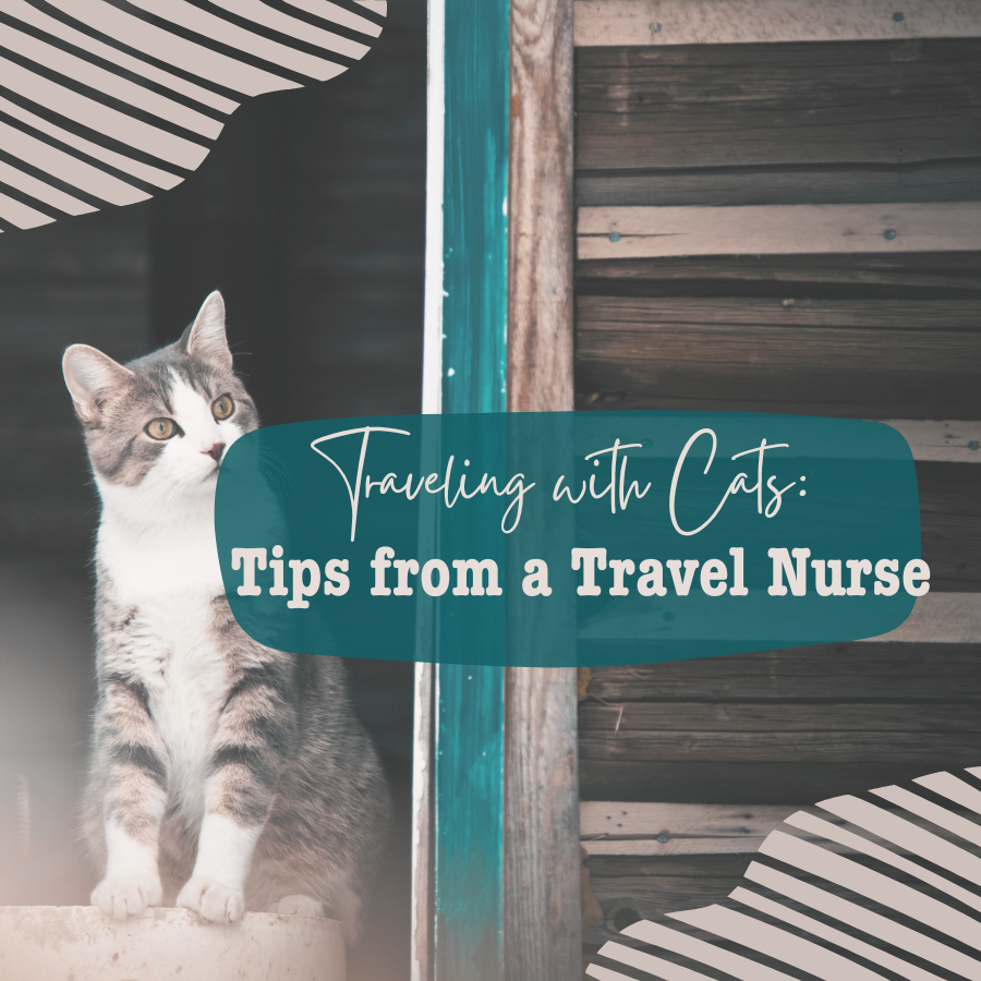 Traveling with Cats: Tips from a Travel Nurse